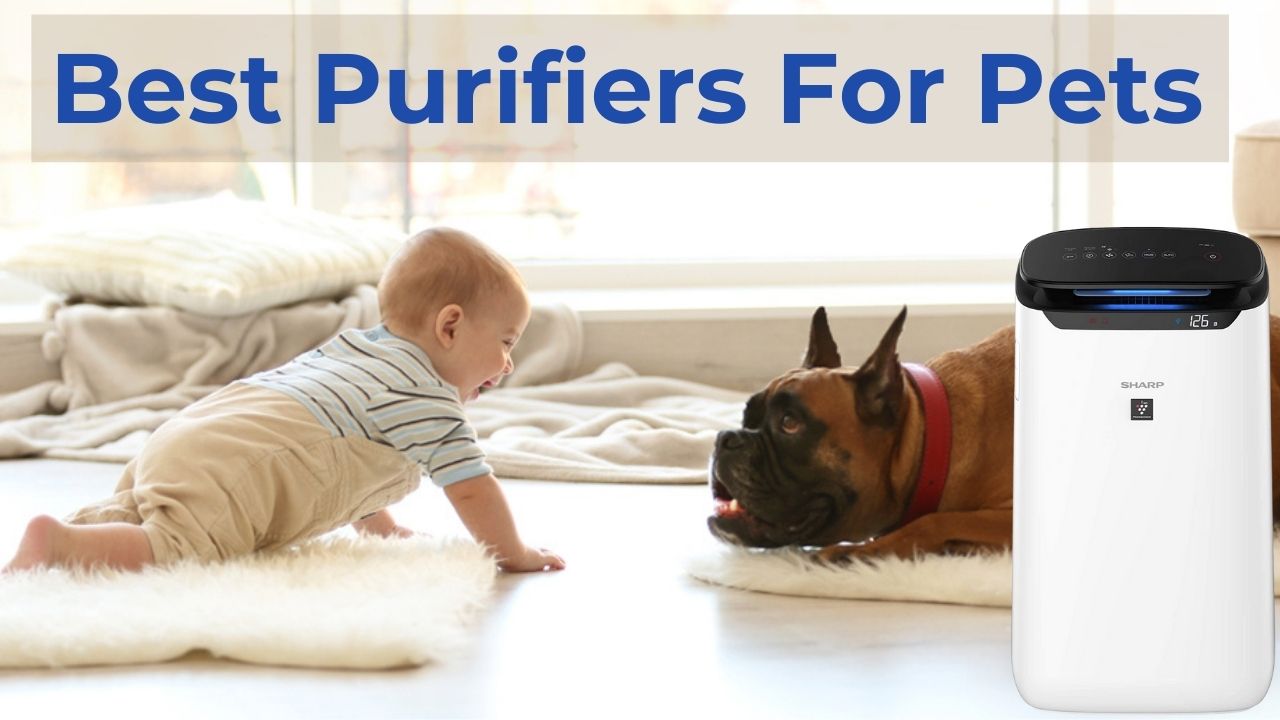 The 10 Best Air Purifiers for Pets