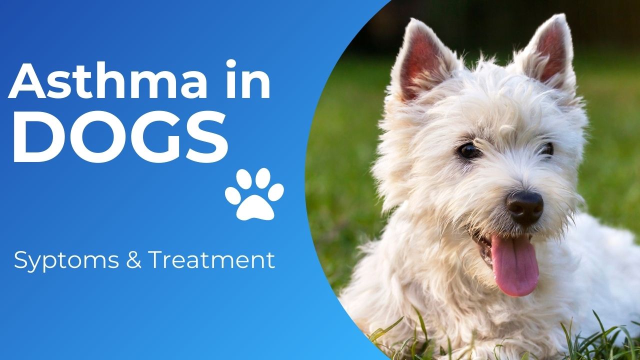 How to know if your dog has asthma